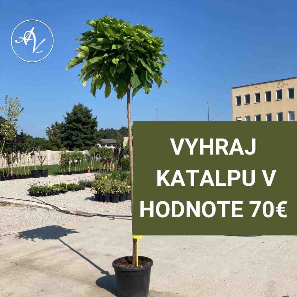 Súťaž o katalpu v hodnote 70€